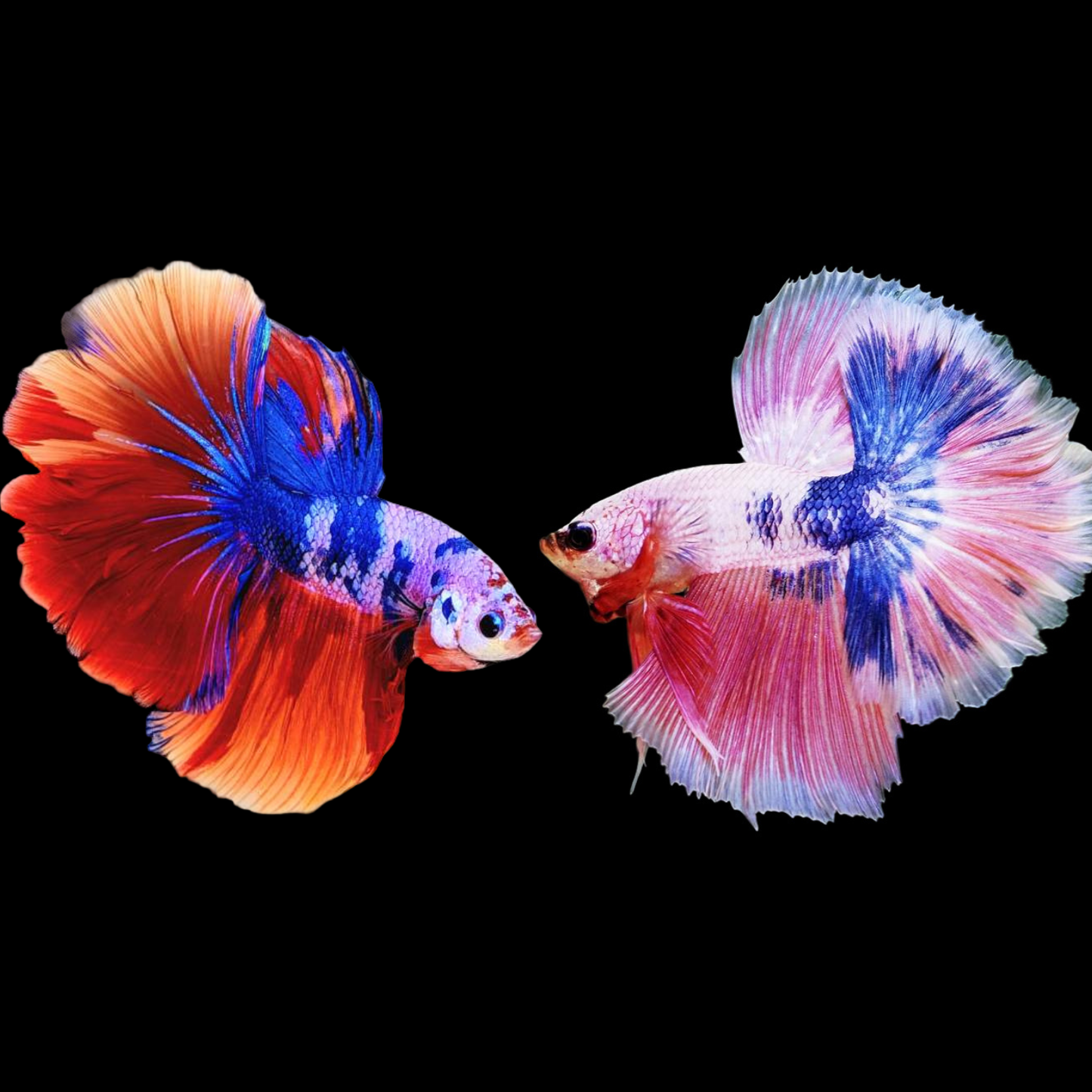 mix marble halfmoon male betta