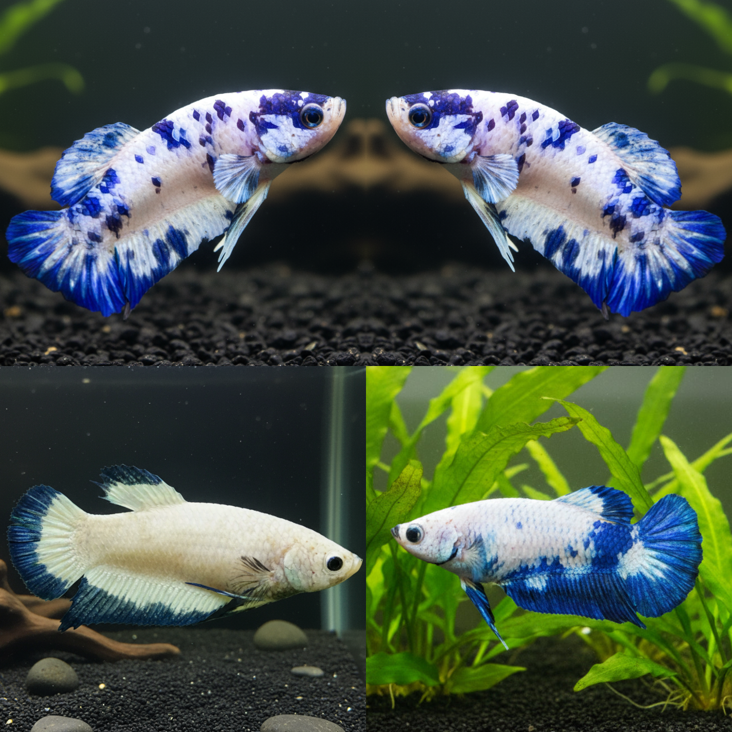 mix marble plakat female betta