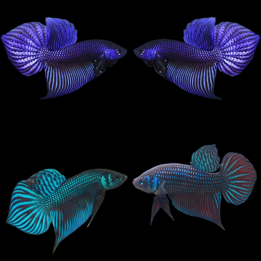 mix smaragdina wild male betta