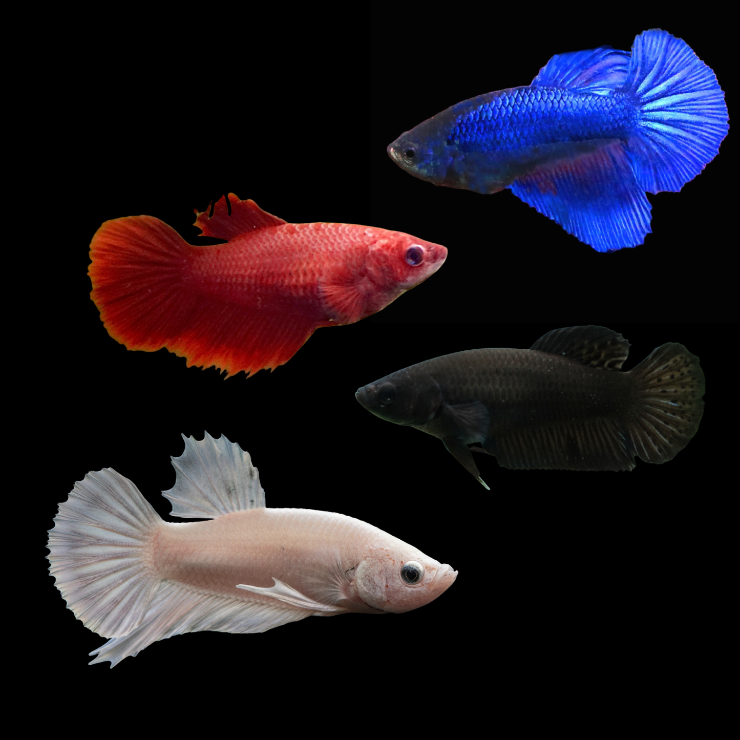 mix solid color plakat female betta
