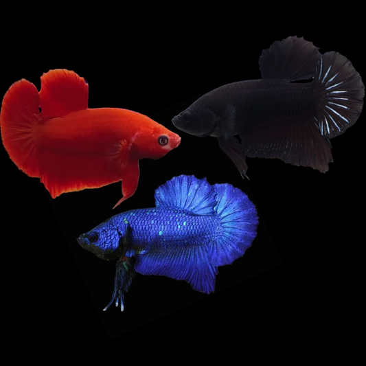 mix solid color plakat male betta