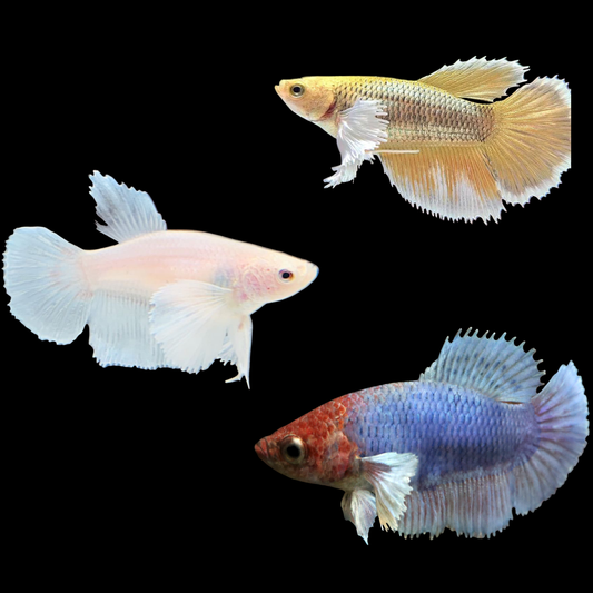 Mixed dumbo Halfmoon Female Betta (pack of 5)
