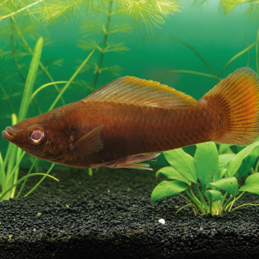 chocolate chip longfin molly