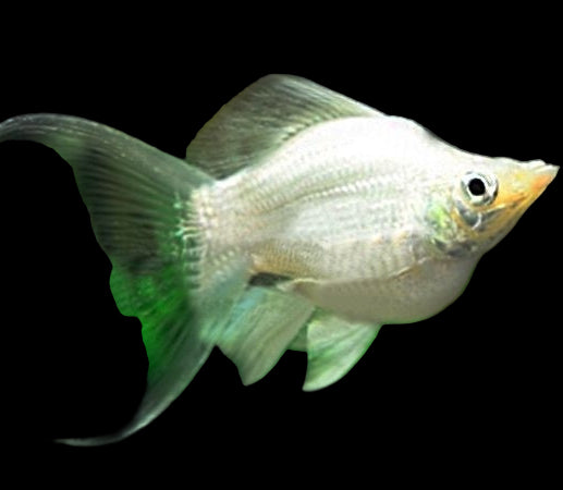silver balloon lyretail molly