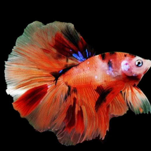 nemo koi galaxy male betta halfmoon