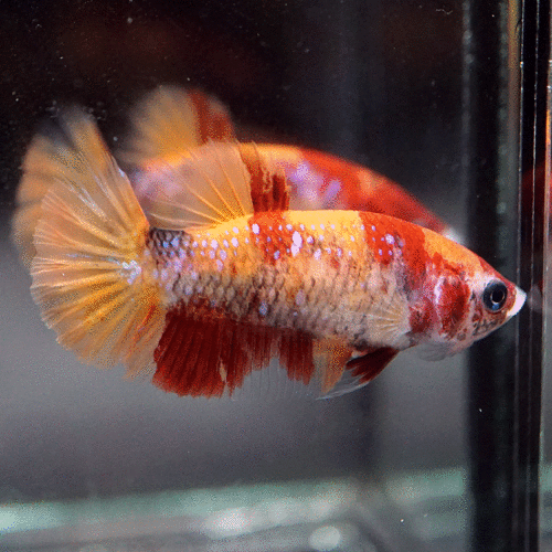 nemo koi galaxy halfmoon female betta
