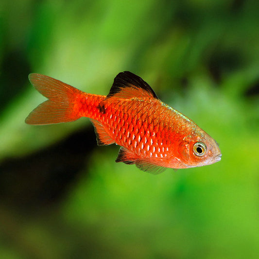 neon rosy barb community fish