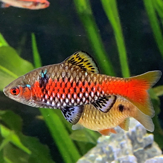 odessa barb | community freshwater tropical fish