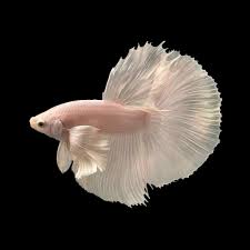 opal dumbo halfmoon male betta