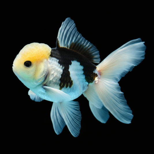 Premium Thai Panda Oranda Goldfish – Live Fancy Goldfish | Seller’s Choice