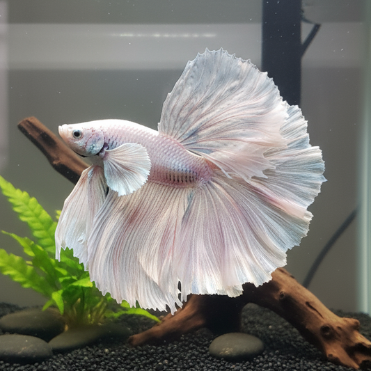 white platinum halfmoon male bettaa