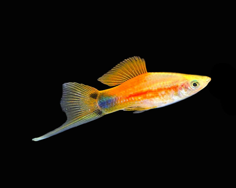 pineapple mickey mouse swordtail community fish