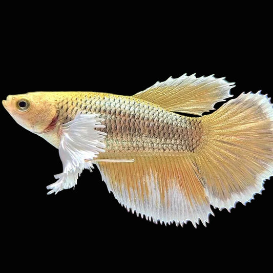 pineapple dumbo halfmoon female betta