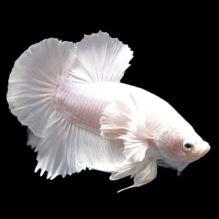 platinum white dumbo plakat male betta