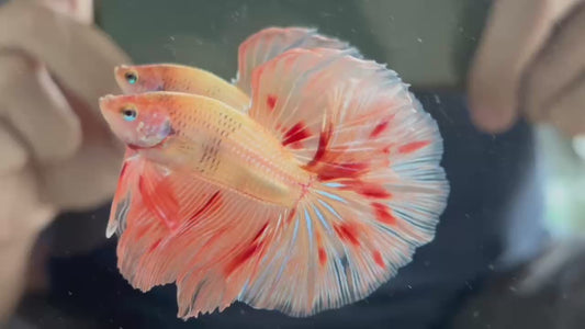 Armaggedon Skyhawk Halfmoon Rosetail Male Betta (pack of 5)