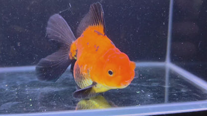 Premium Thai Fancy Oranda (Male Apache) 3" Body – | Exact Fish