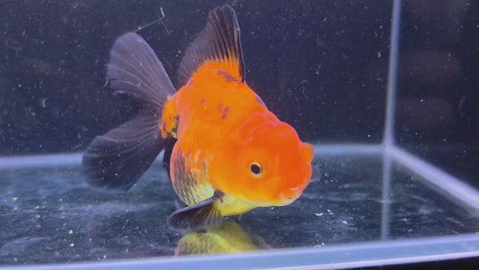 Premium Thai Fancy Oranda (Male Apache) 3" Body – | Exact Fish