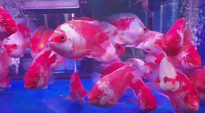 (LTP-003) Santa Blood Parrot