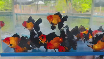Premium Thai Apache Oranda Goldfish – Live Fancy Goldfish | Seller’s Choice