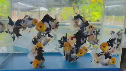 Premium Thai Panda Oranda Goldfish – Live Fancy Goldfish | Seller’s Choice