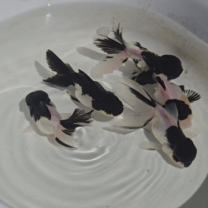 Premium Thai Panda Oranda Goldfish – Live Fancy Goldfish | Seller’s Choice