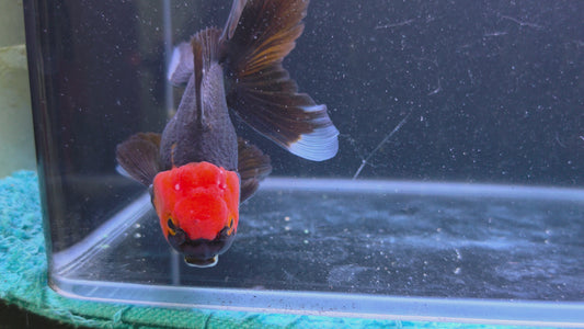 RARE - Premium Thai Fancy Oranda (Male Black Body Red Cap) 2.5" Body – | Exact Fish