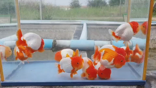 Red and White Ranchu Lionhead hybrid High Quality - Bags