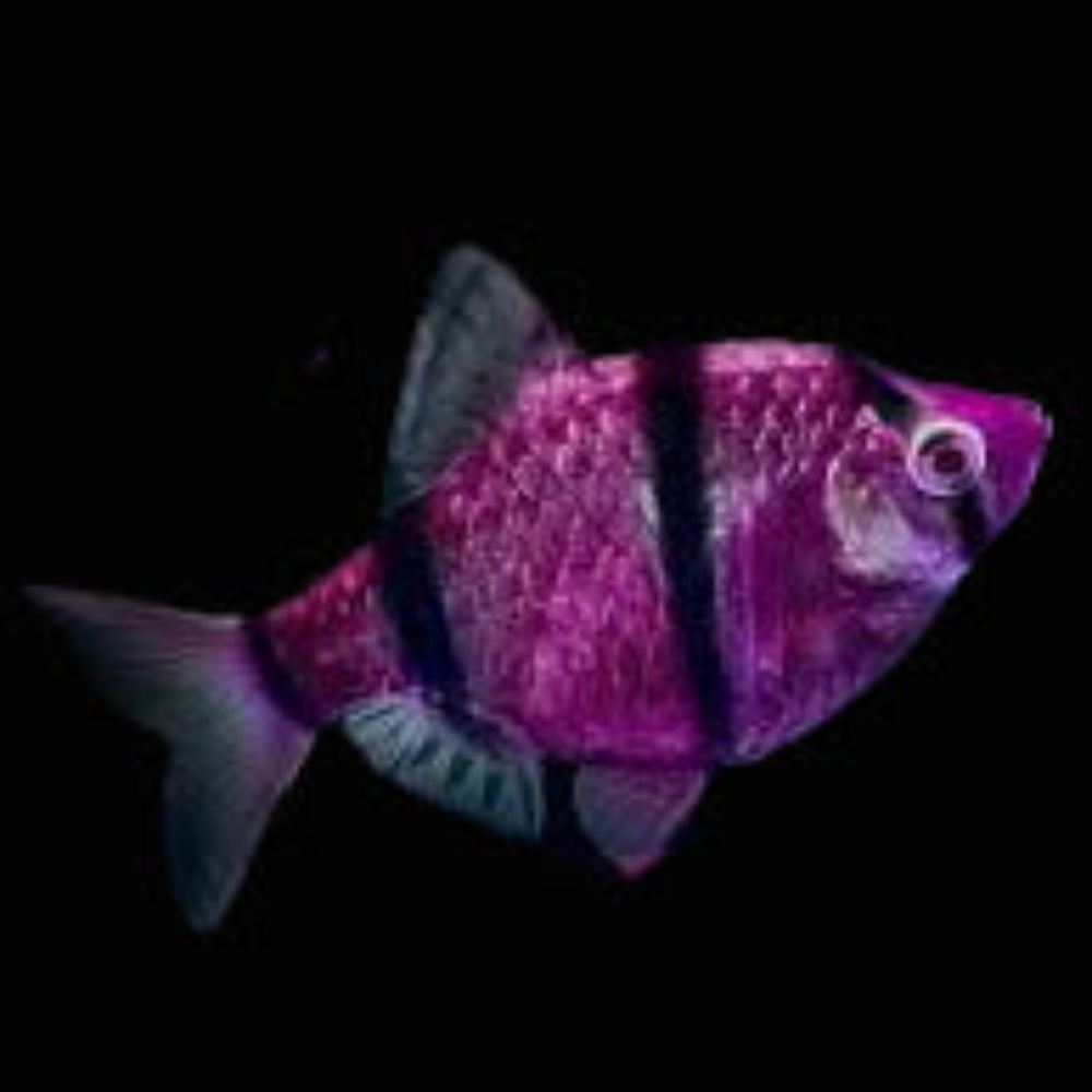 purple tiger barb