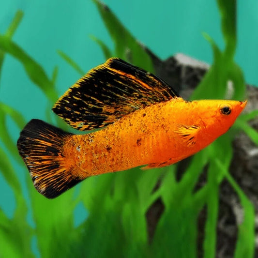 MOLLIES - RED CALICO SAILFIN PAIRS