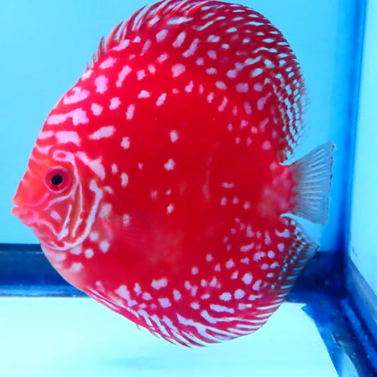 Discus - MARLBORO