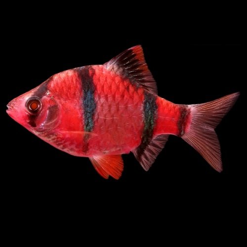 red tiger barb