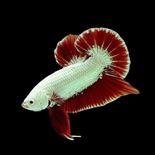 Red dragon plakat male betta