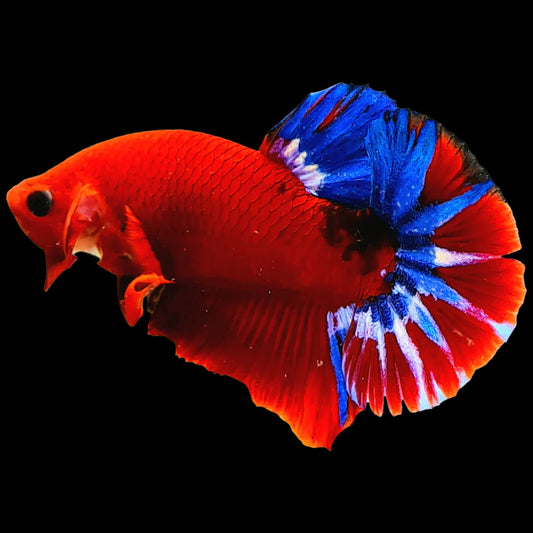 red hellboy male betta plakat