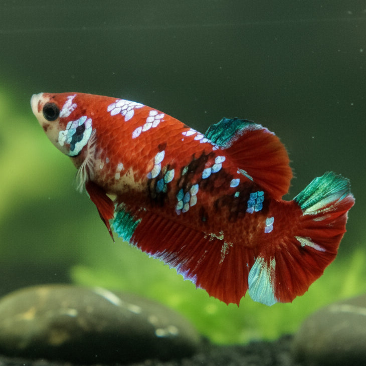 red koi galaxy plakat female betta