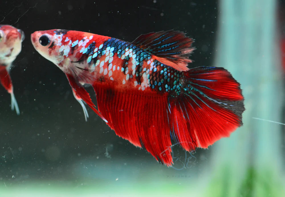 red koi halfmoon female betta fish