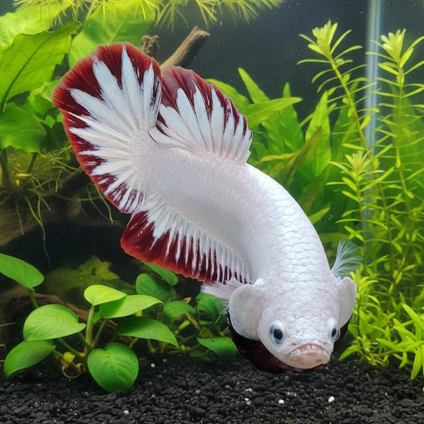 red snow plakat male betta