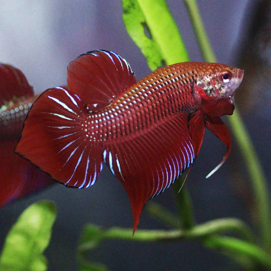 red splendens wild male betta 