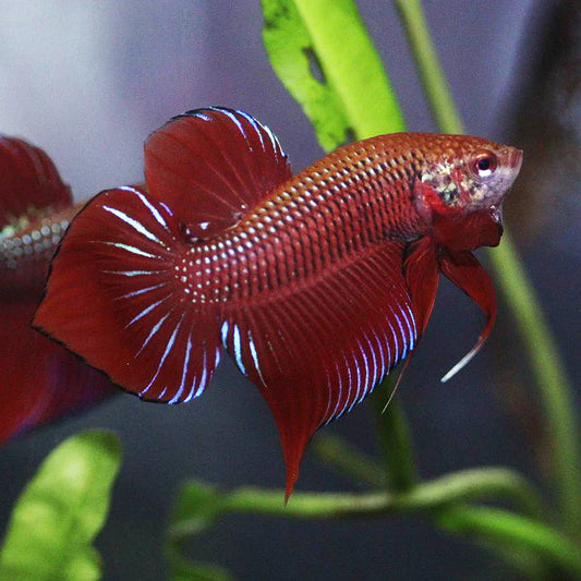 red splendens wild male betta 
