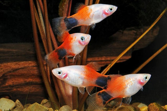 PLATIES - RED TOP PLATY