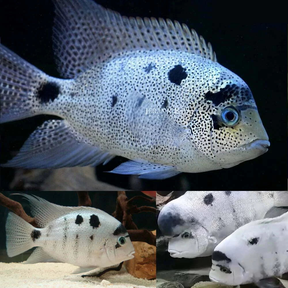 Silver Cichlid (Vieja Argentia) American Cichlid  High Grade