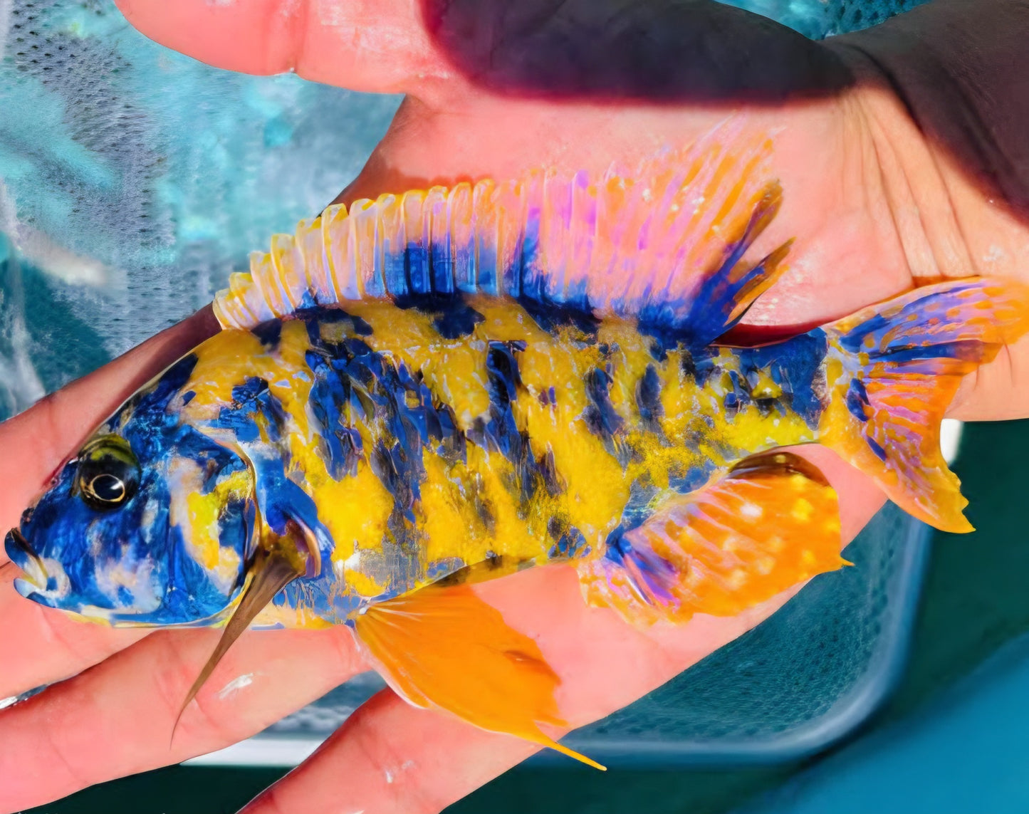 Yellow OB Peacock (Aulonacara) African Cichlid  High Grade