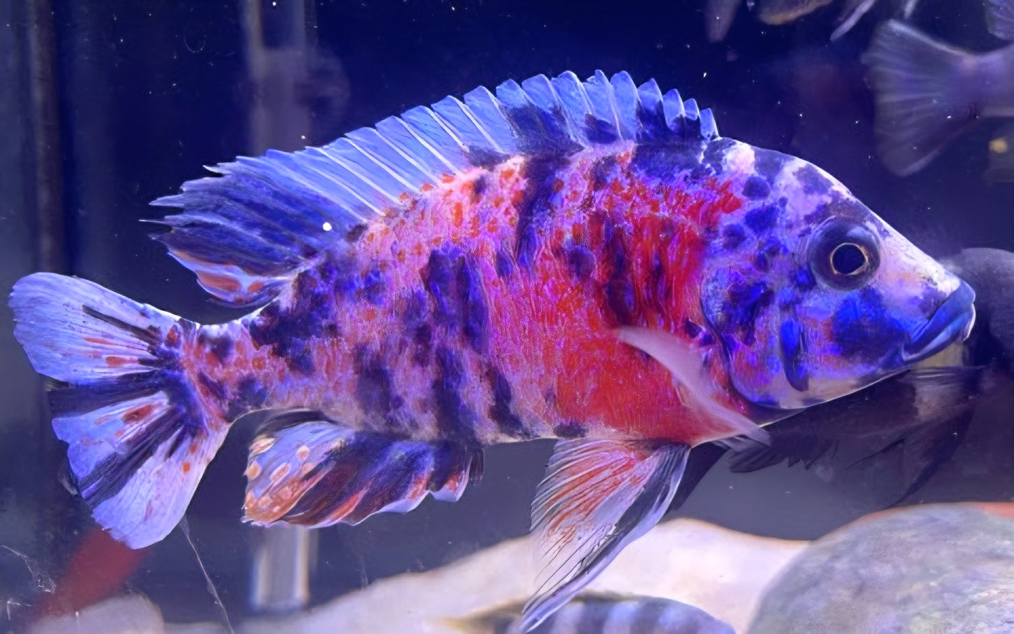 Pink OB Peacock (Aulonacara) African Cichlid  High Grade
