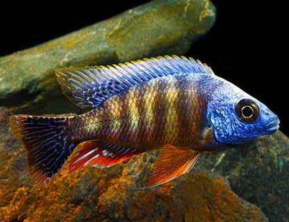 Taiwan Reef (Aulonacara) African Cichlid  High Grade