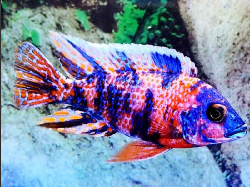 Pink OB Peacock (Aulonacara) African Cichlid  High Grade