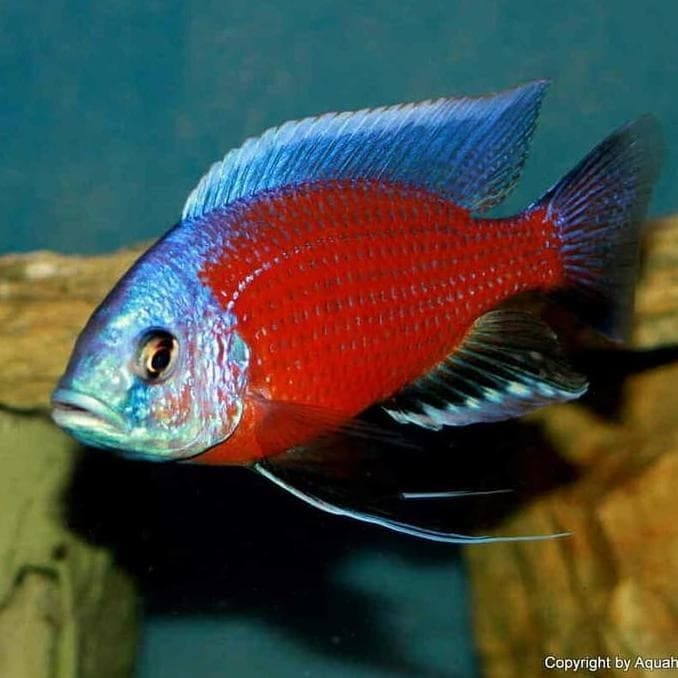 Red Kadango Peacock (Aulonacara) African Cichlid  High Grade