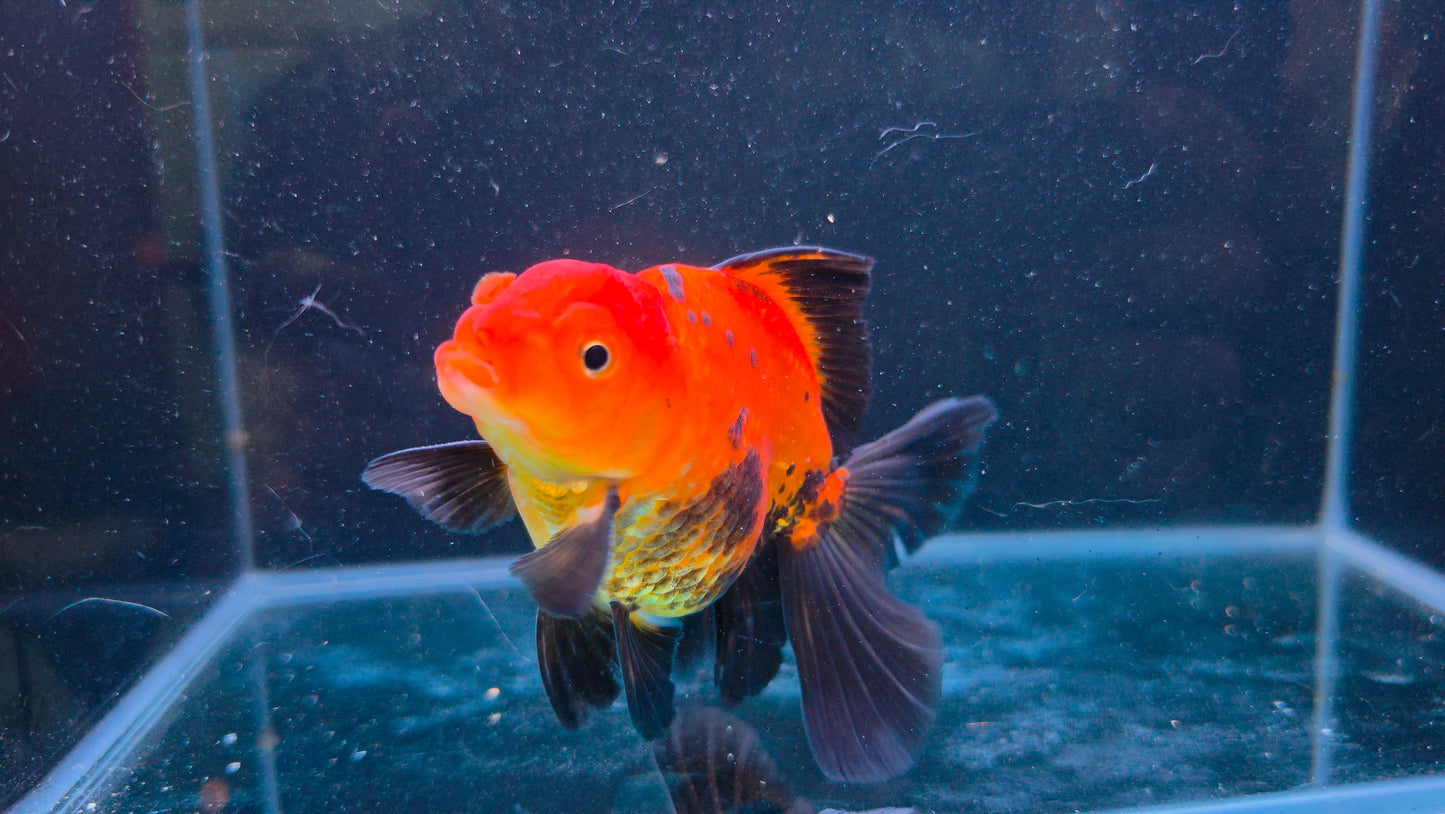 Premium Thai Fancy Oranda (Male Apache) 3" Body – | Exact Fish