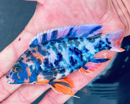 Blue OB Peacock (Aulonacara) African Cichlid  High Grade