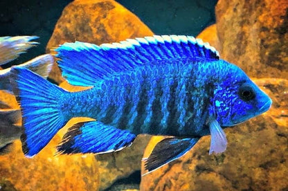 Blue Peacock (Aulonacara) African Cichlid  High Grade