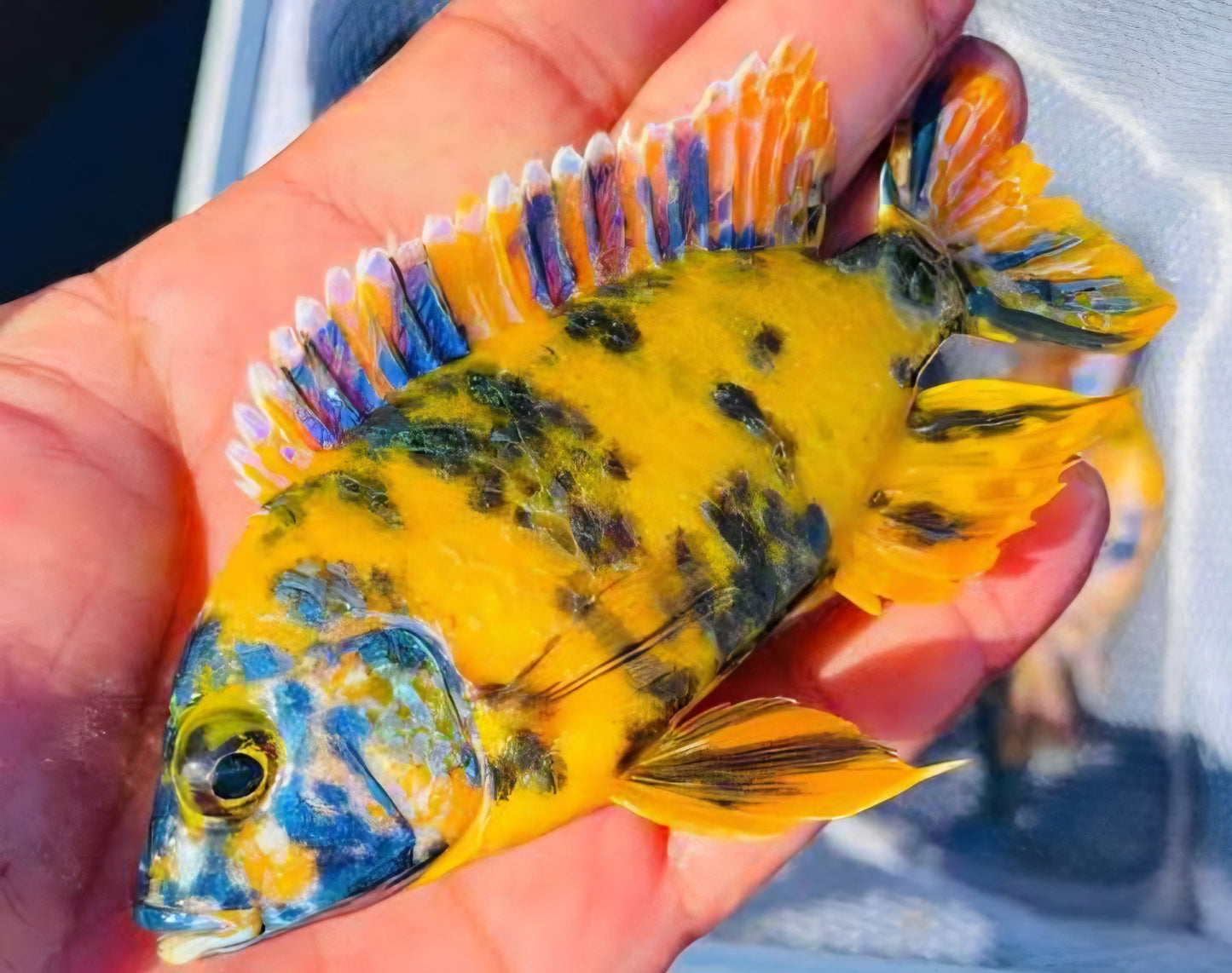 Yellow OB Peacock (Aulonacara) African Cichlid  High Grade