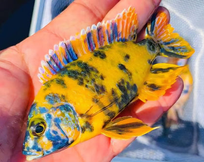 Yellow OB Peacock (Aulonacara) African Cichlid  High Grade